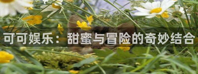 威廉希尔(williamhill)注册平台